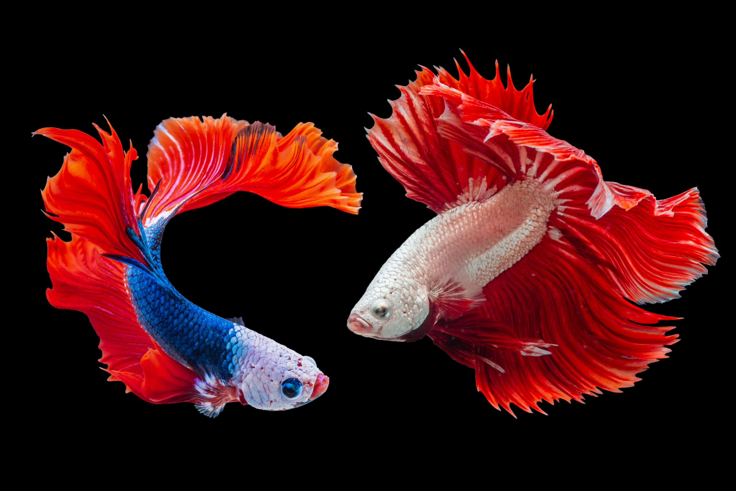 pez colorido 3