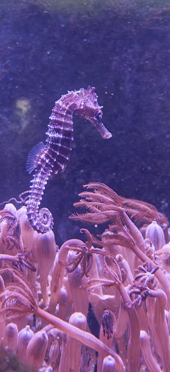 Caballito de mar.
