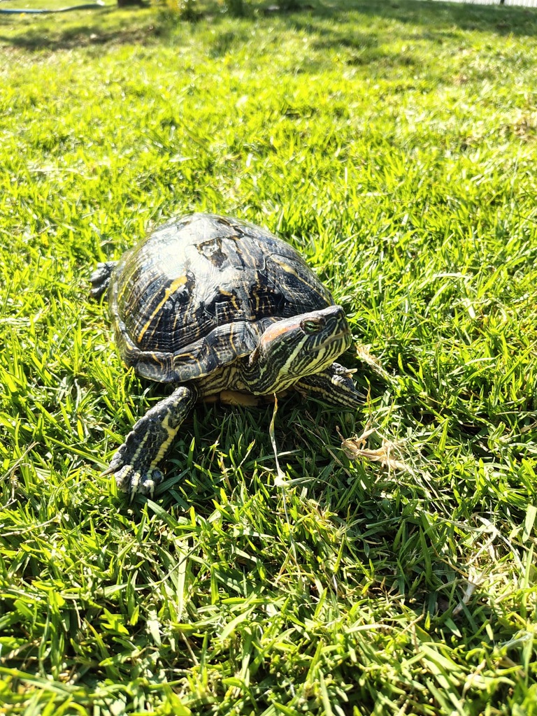 Tortuga de oreja oreja